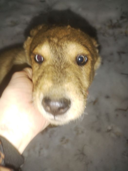 Отдам щенка в добрые руки