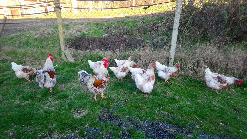 Яйца за инкубация.. катунска кокошка .. патица - /юрдек и неми /