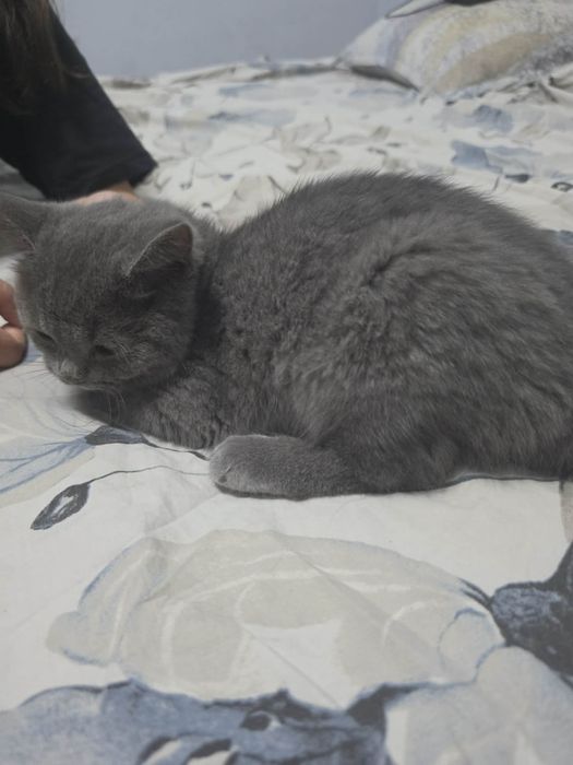 Британско коте мъжко