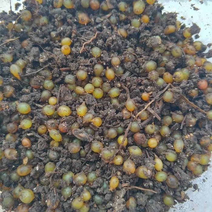 Biogumus bizda maxsulot sifatli va arzon narxda.