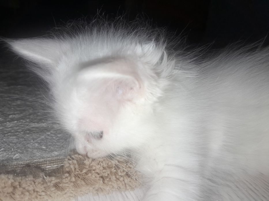 Өте әдемі бұлттай үлпілді ер мысық