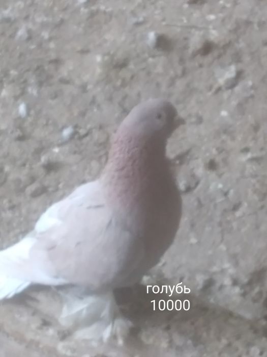 Село Шамалған голуби