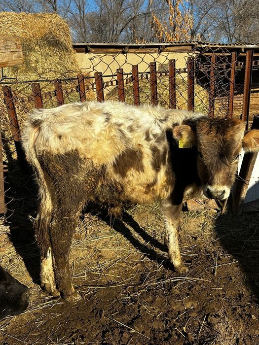 Продам телят ...