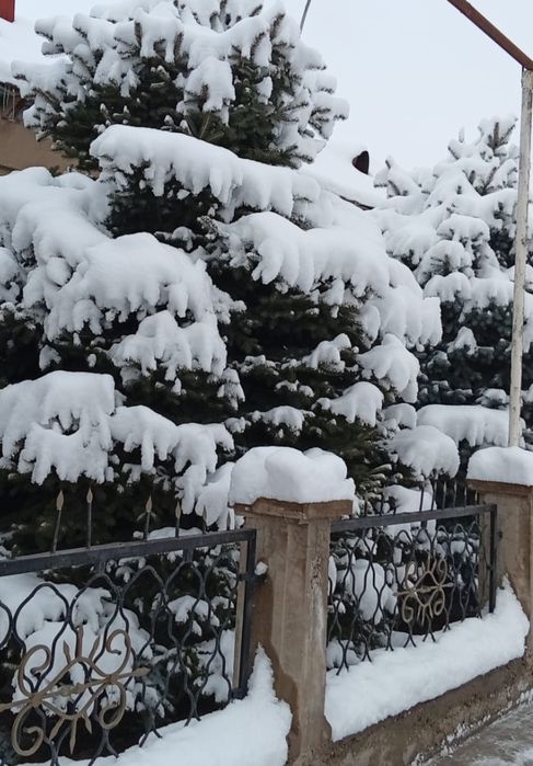 Продам ёлка висата 3.5 метр