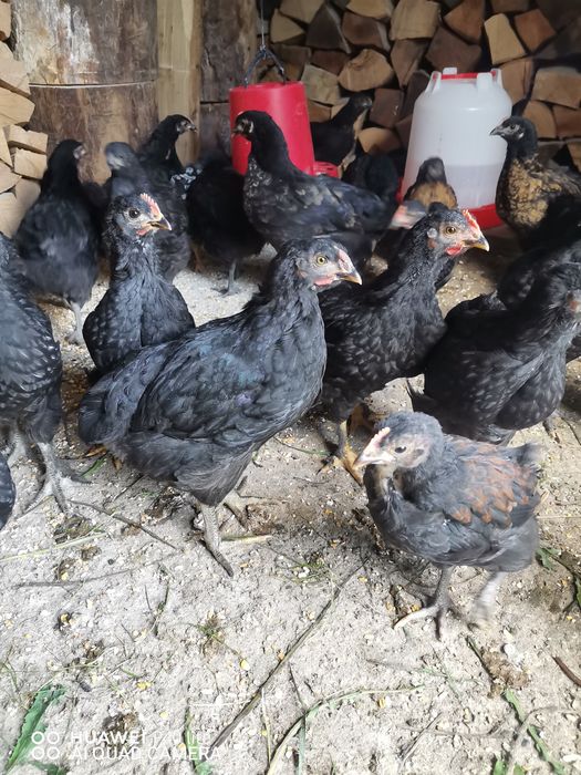Pui de ţară crescuţi cu cereale