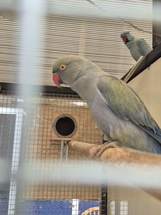 Tути кушлар сотилади