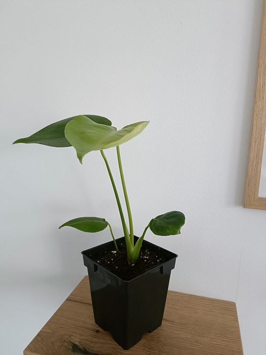 Monstera Deliciosa 60 cm , Plante verzi