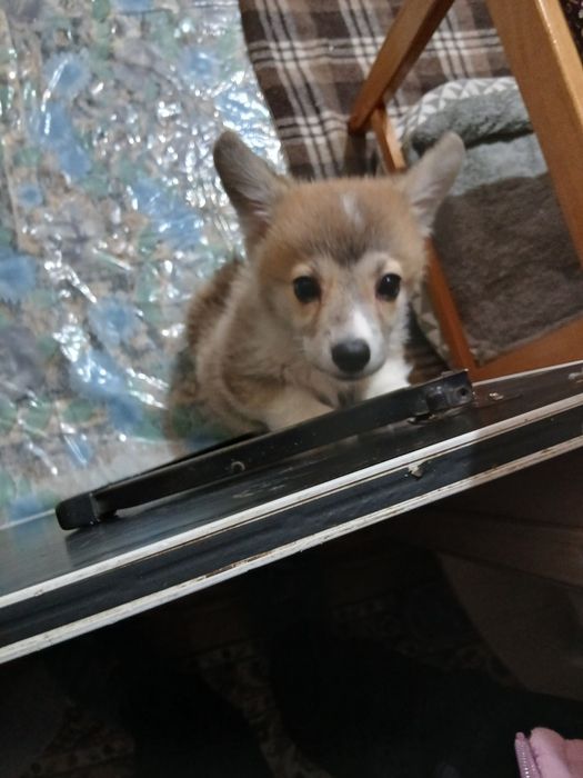 Продам собаку породы корги