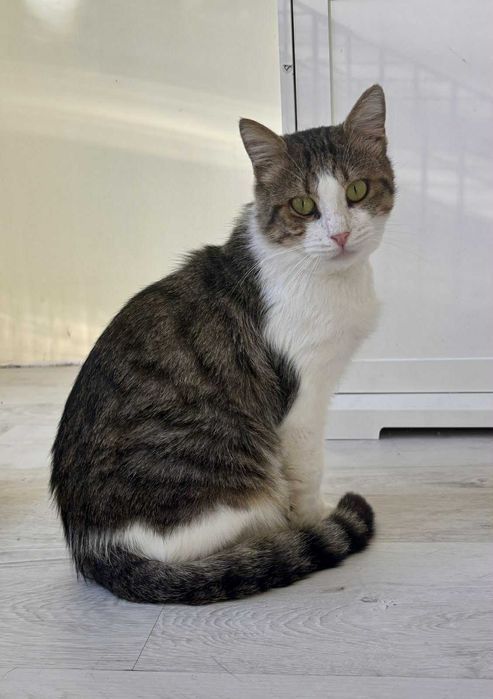 Писко на 2 годинки търси дом