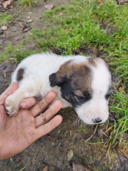 Donez cățelus Metis