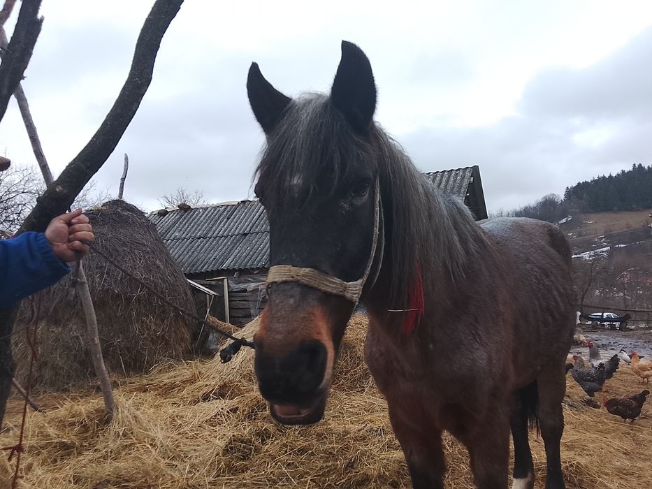 Vând cal de căruț