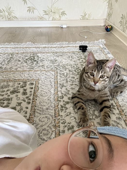 продам котенка,ертенгеде дейін алу керек.