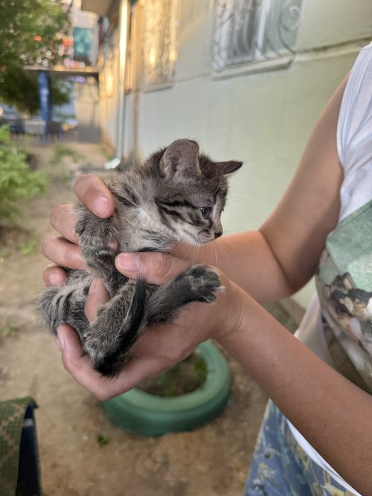 Котята отдаю беспл