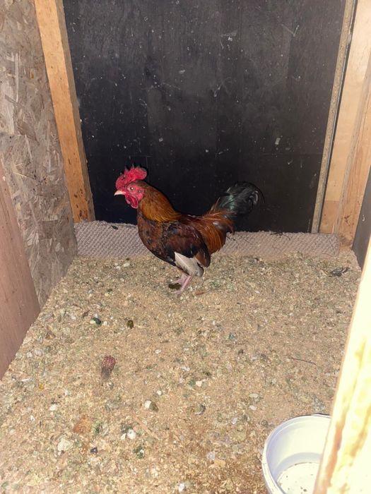 Продам карликовых петухов