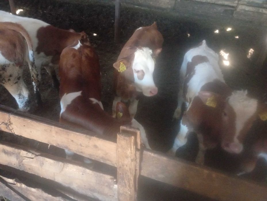 Vând.     viței