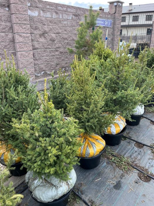 Ель Высота метр