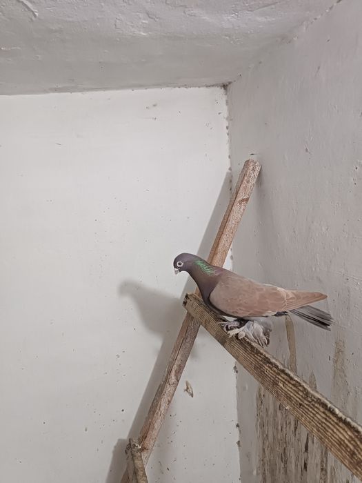 Голуби. Кептер. Кус