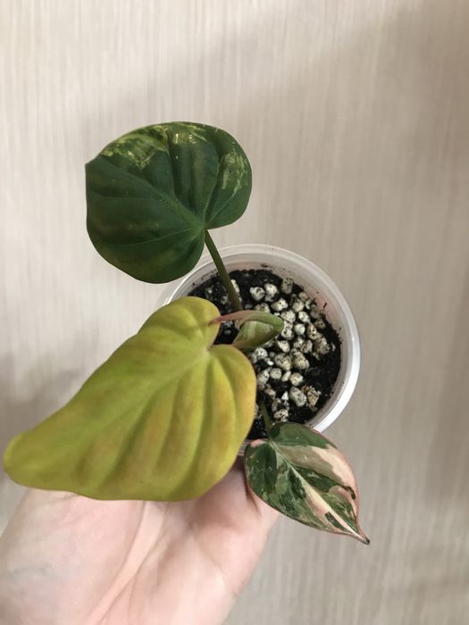 Филодендрон миканс вариегатный