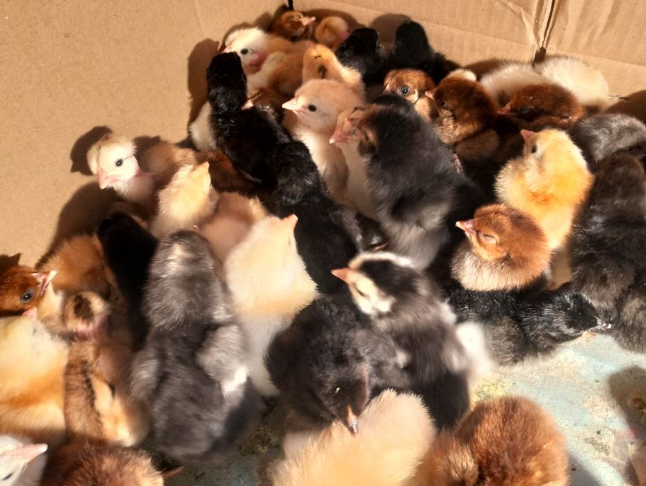 Цыплята домашние