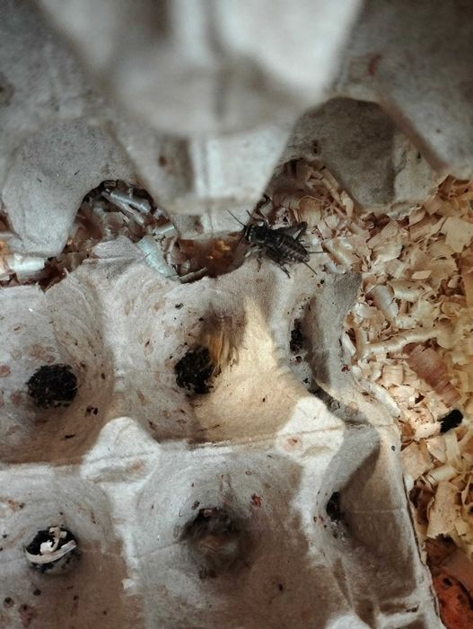 Продам банановых сверчков.