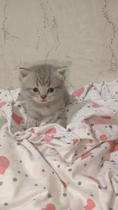 Котятя скоттиш фолд и скоттиш страйт