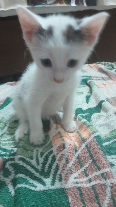 Котята в добрые руки анатолийская