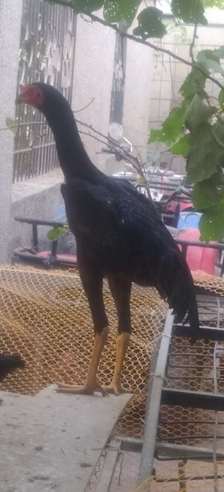 Dakan joʻja sotiladi Mart oyida chiqan