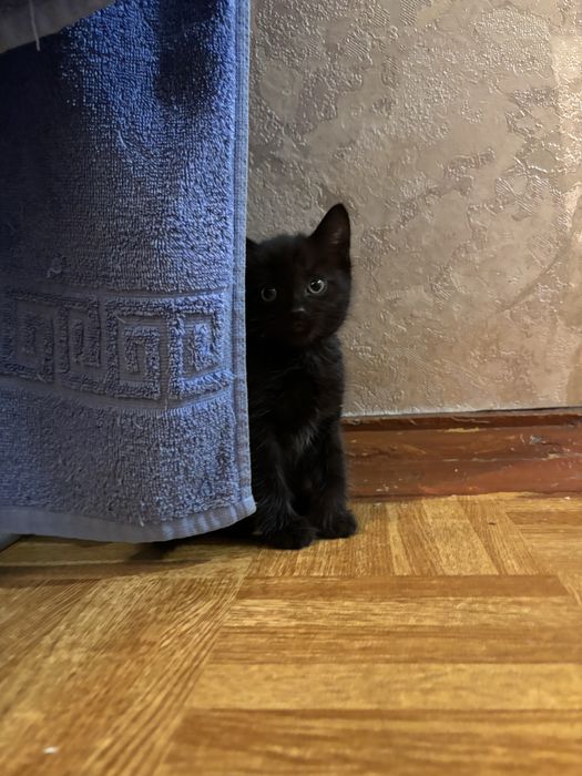 Котята девочки в добрые руки