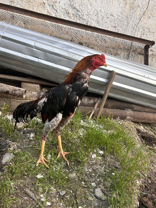 Петух майский