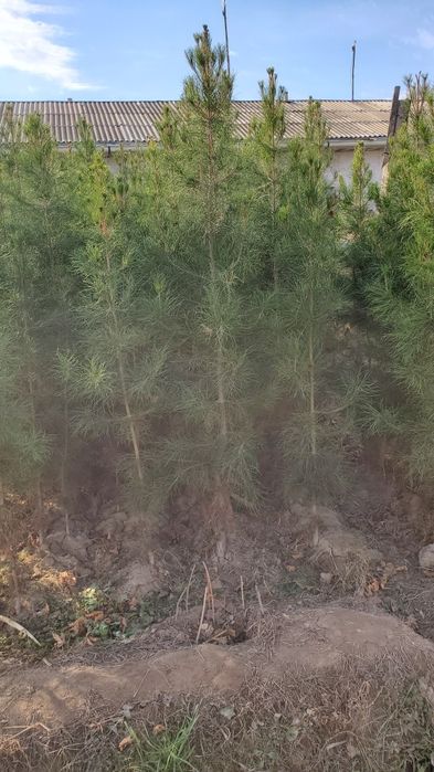 Sasna ko‘chatlari sotiladi