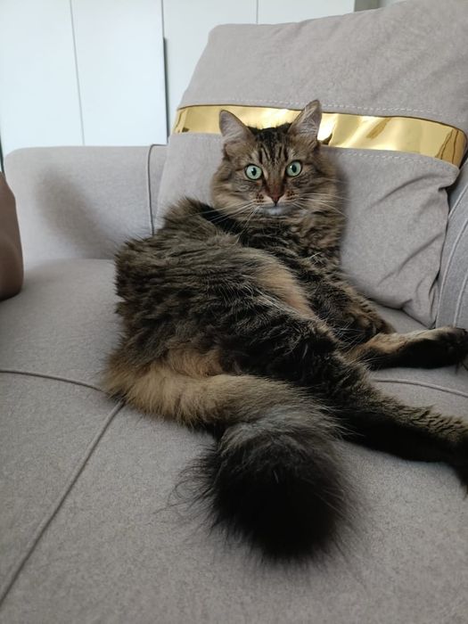 Кошка Кошка домашняя