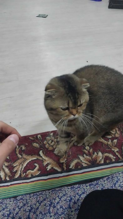 Очаровательные шотландские котята в добрые руки!