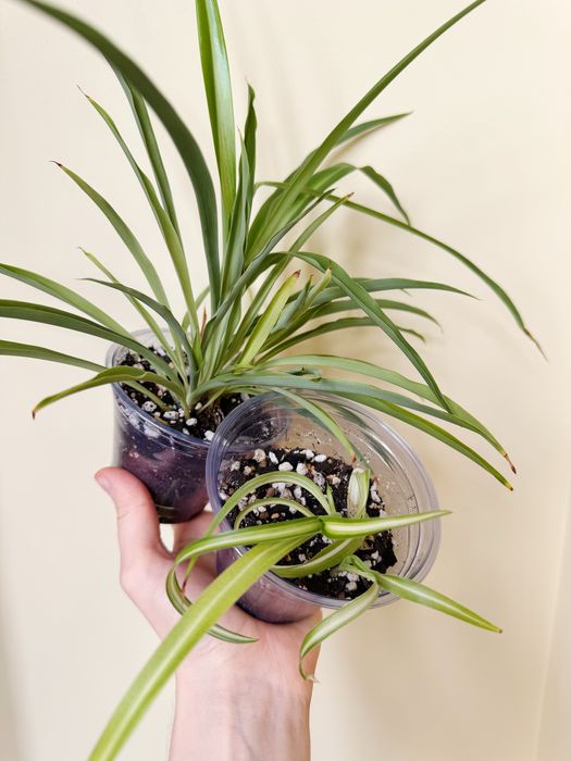 Бегонии, хлорофитум