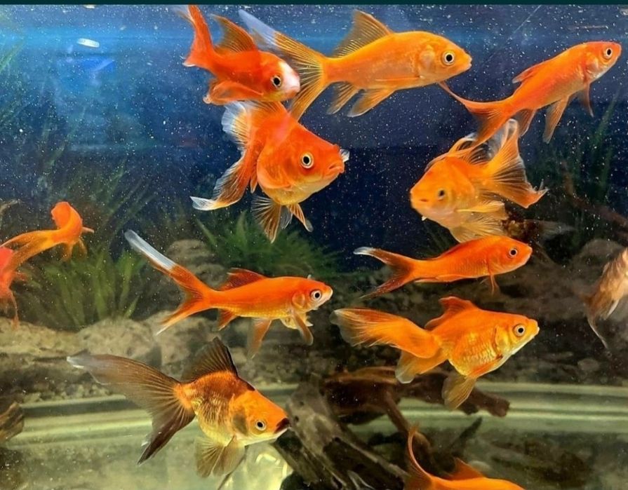 Продается аквариумы