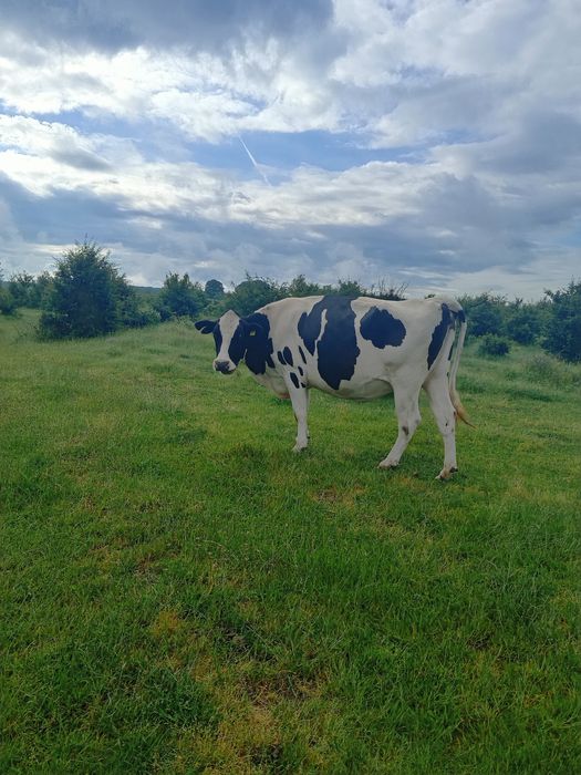 Vaci Holstein de vânzare