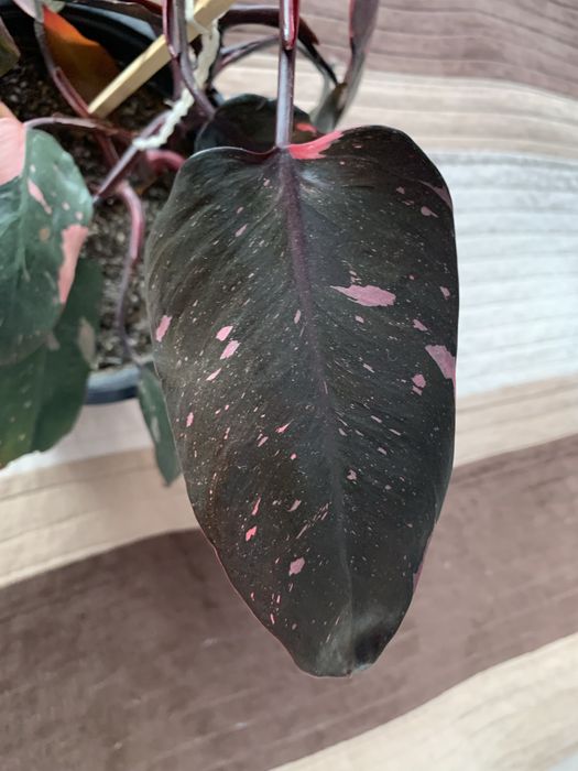 Philodendron Pink Princess (40 cm )