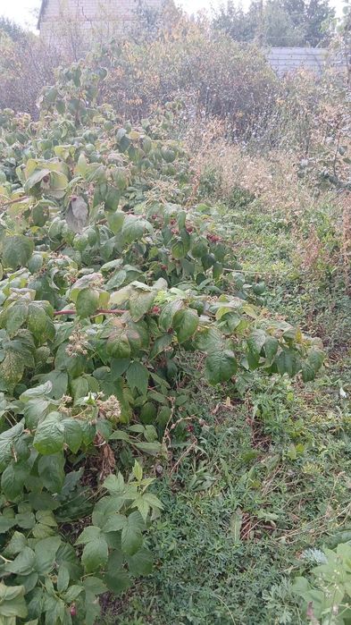 Продам дачу  2 данная на право