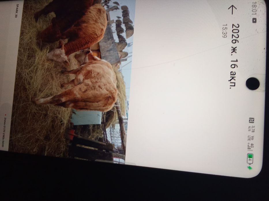 15 бұқа,екі сиыр сатам