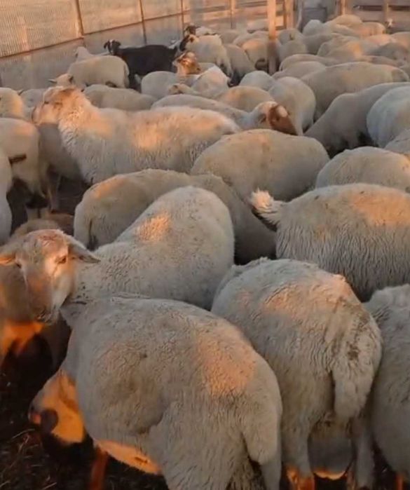 Семіз Қойлар сатылымда Жирные бараны