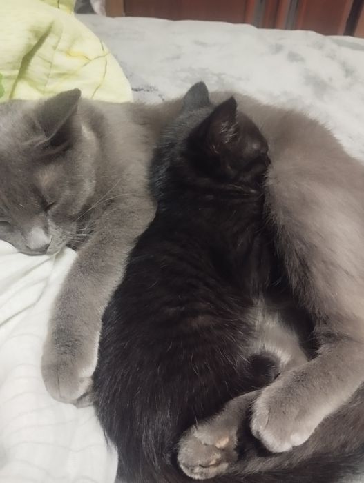 Отдам котёнка девочка