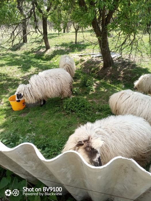 Vând 6 miele și un berbec de anul trecut