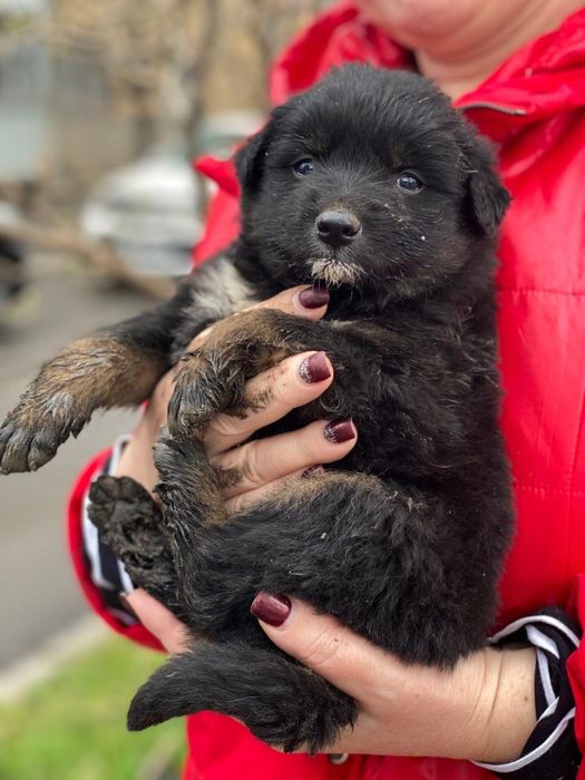 Бездомные щенки девочки и мальчики