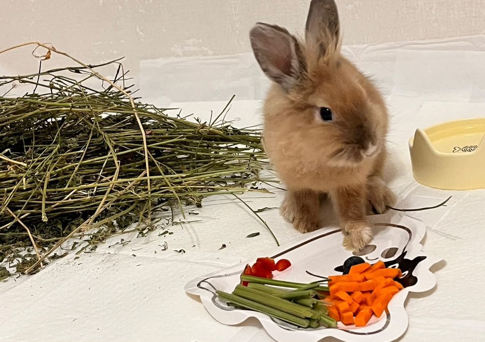 Срочно! Продам кролика