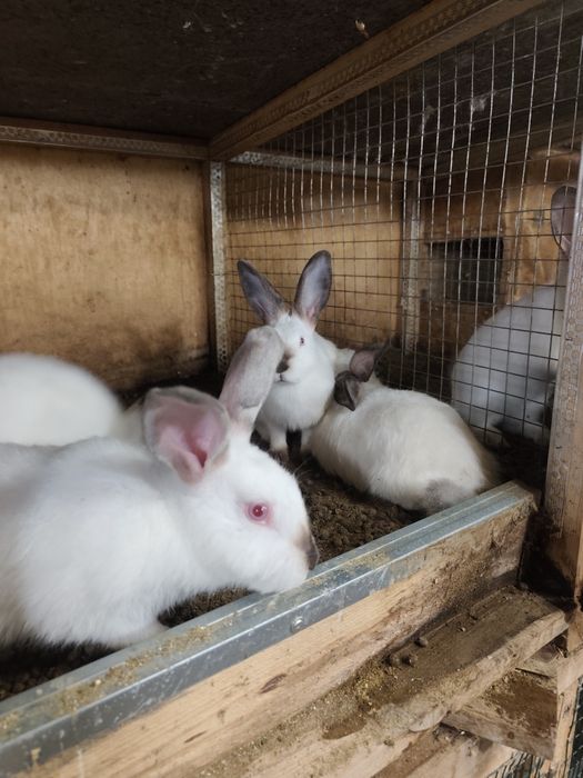 Продавам зайци калифорнийски
