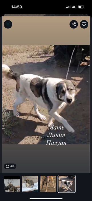 Алабай чистокровный мальчик