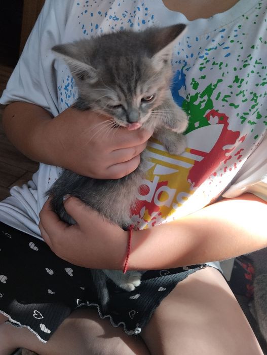 Котята 2 месяцев