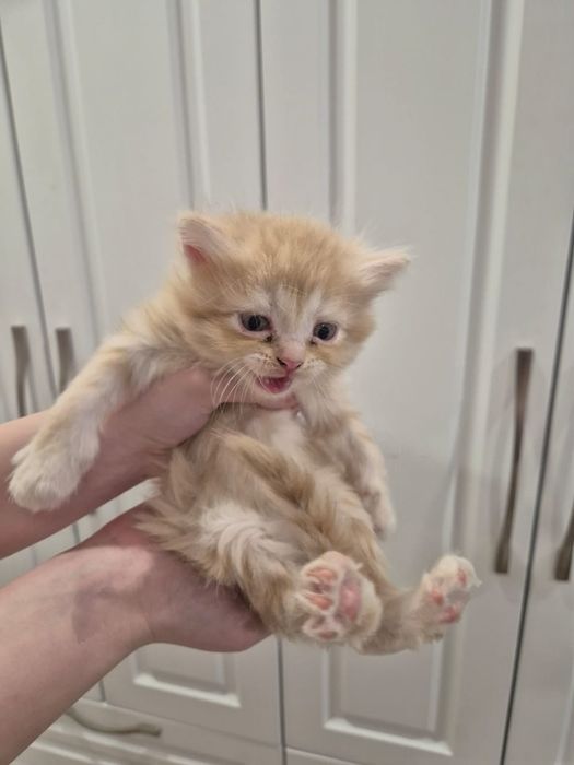 Отдаю котят в хорошие руки