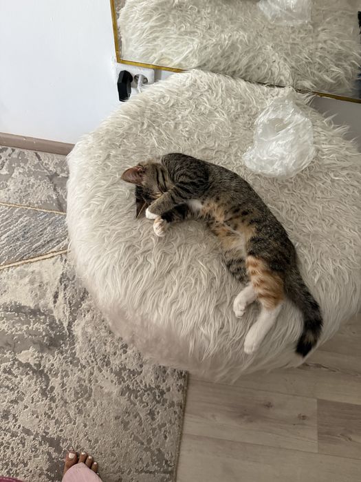 Девочка котеночек