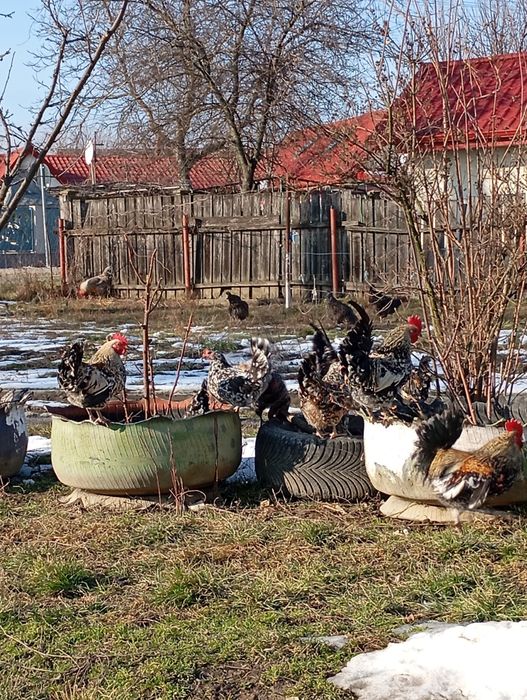 Găinușă și cocoș american