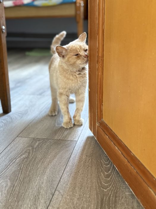 Отдам Котенок мальчик